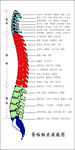 脊柱相关疾病图