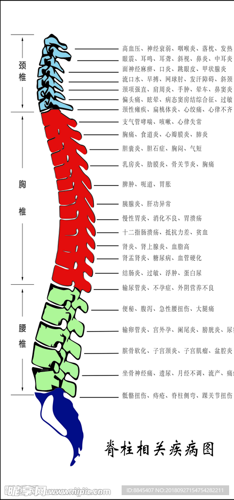 脊柱相关疾病图