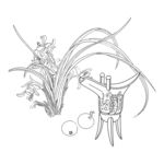 兰花