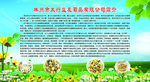 菊花简介