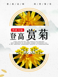 赏菊海报