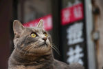 二胖少爷 猫 动物