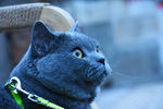 大胖 烟头 猫 蓝猫 动物