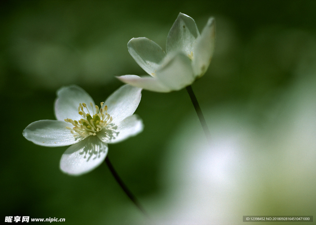 白色小花