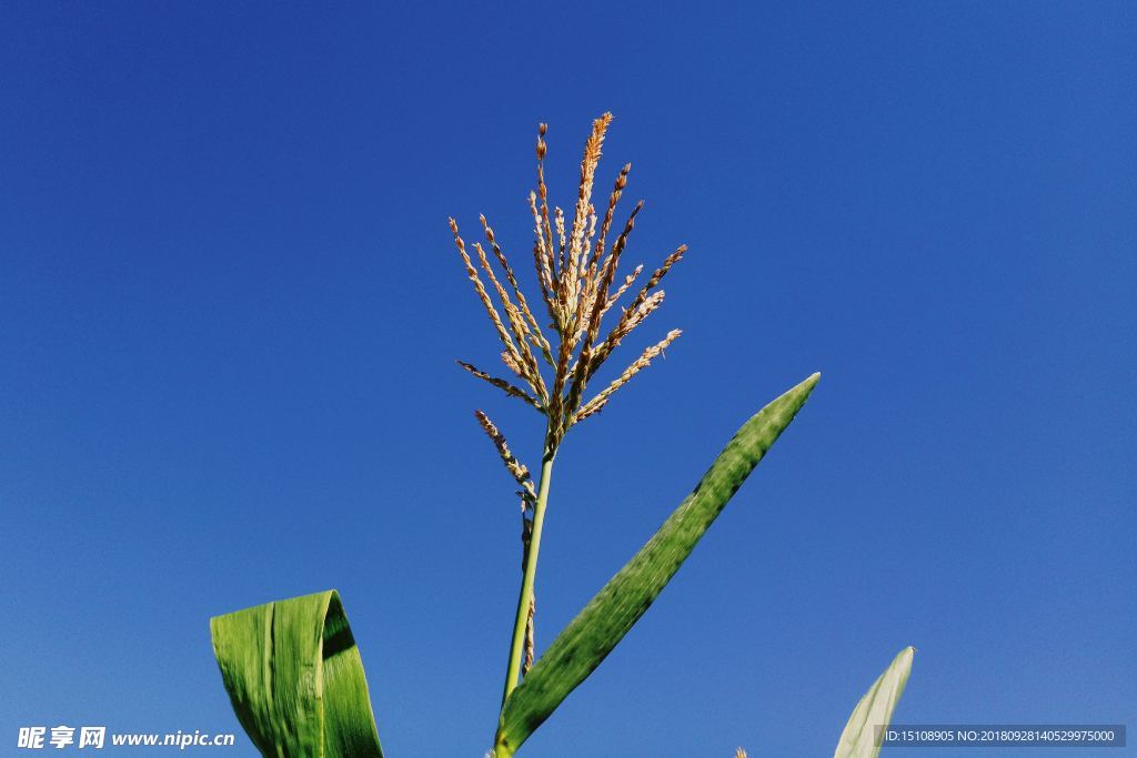 玉米植物