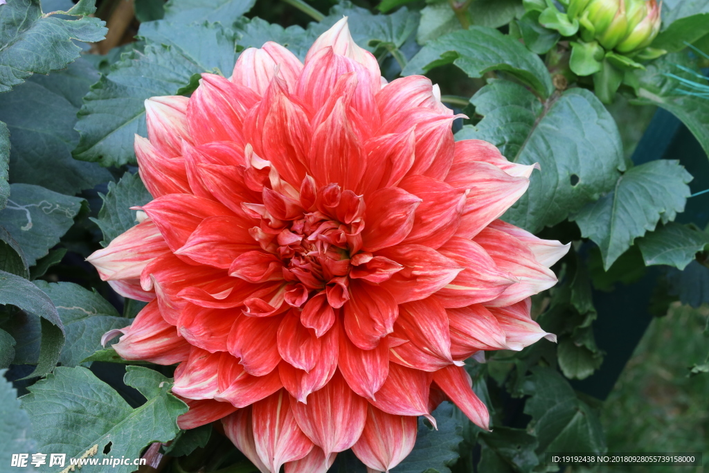 大丽花