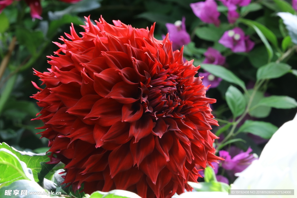 大丽花