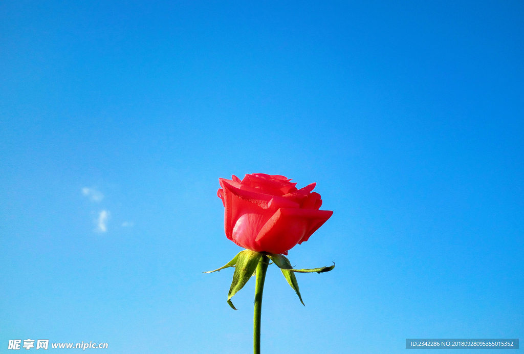 玫瑰花摄影