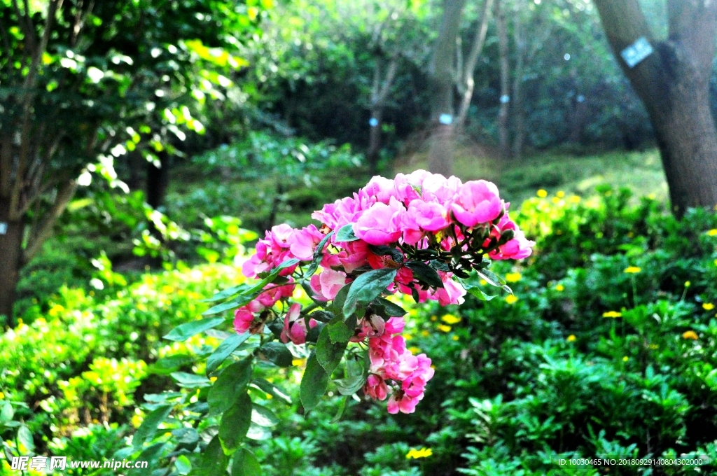 玫瑰花