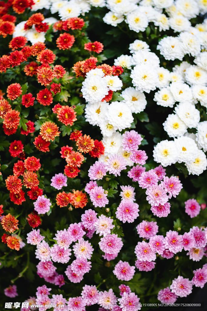 鲜花