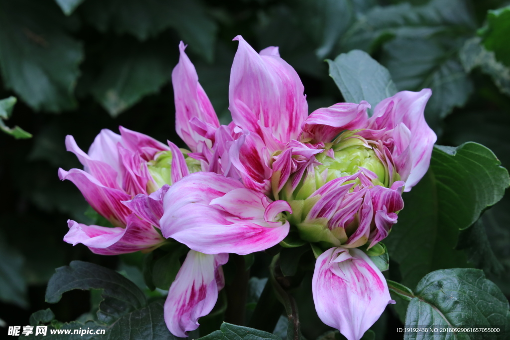 大丽花