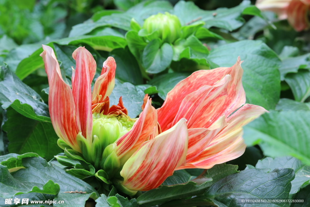 大丽花