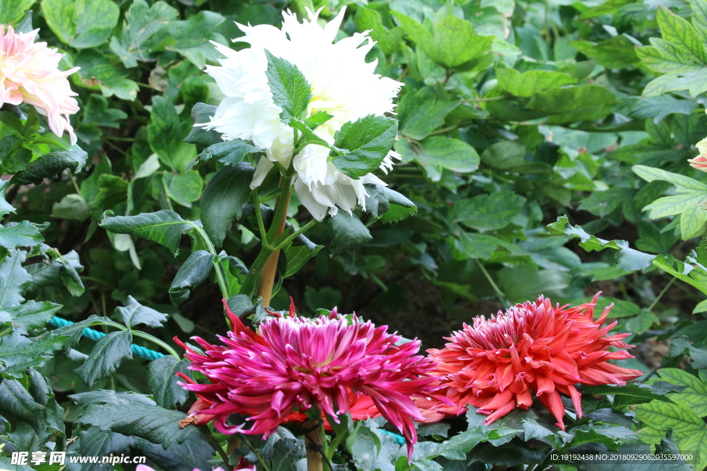 大丽花