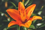 百合花