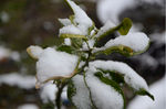 乡下雪景橘叶