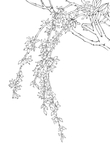 迎春花
