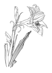 花卉素描