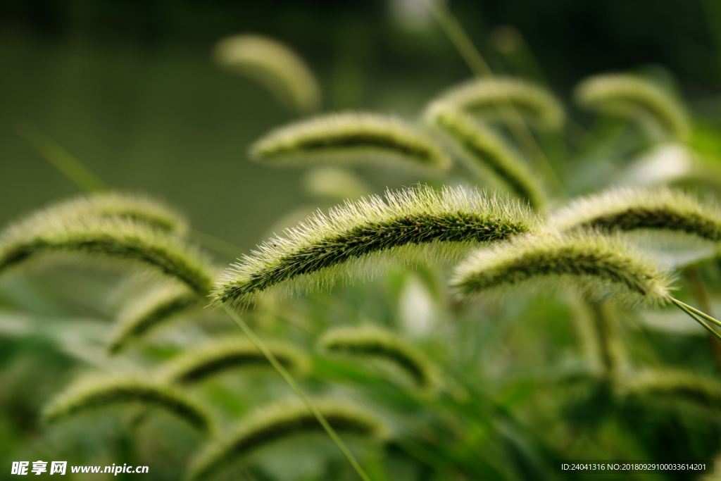 野草