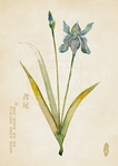 中药