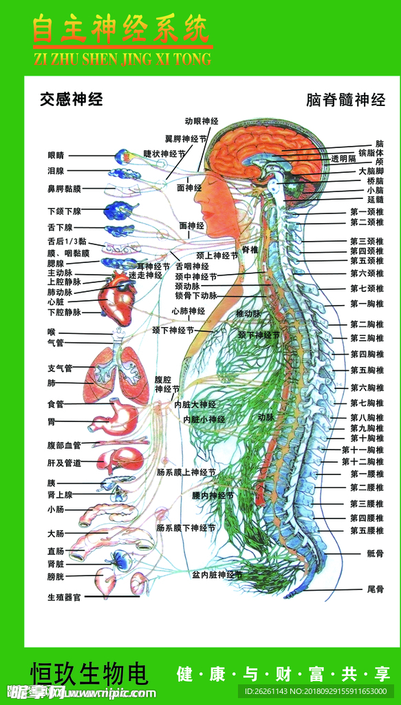 神经图