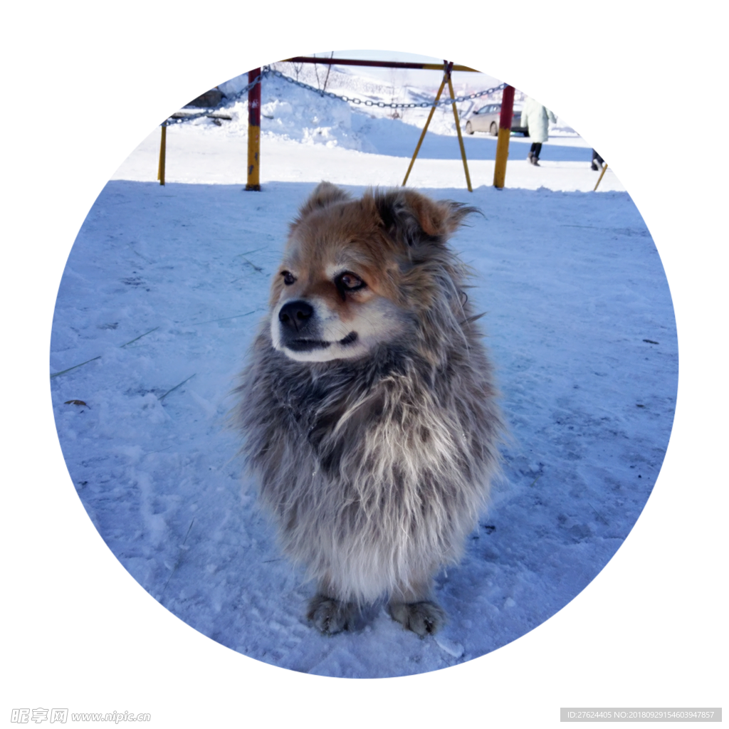 雪狗照