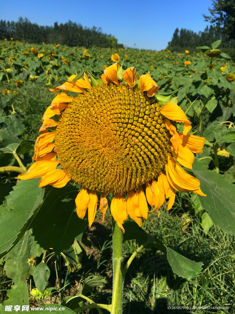 向日葵 太阳花