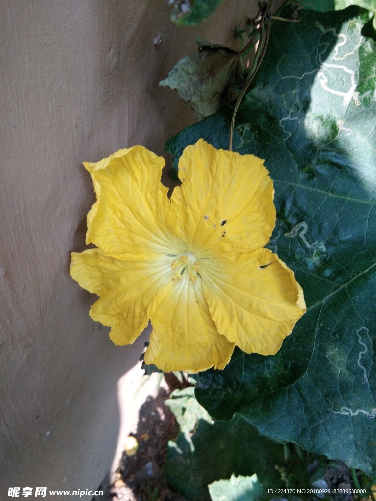 丝瓜花