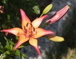 盛开的百合花