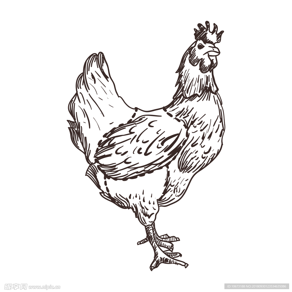 卡通鸡相关