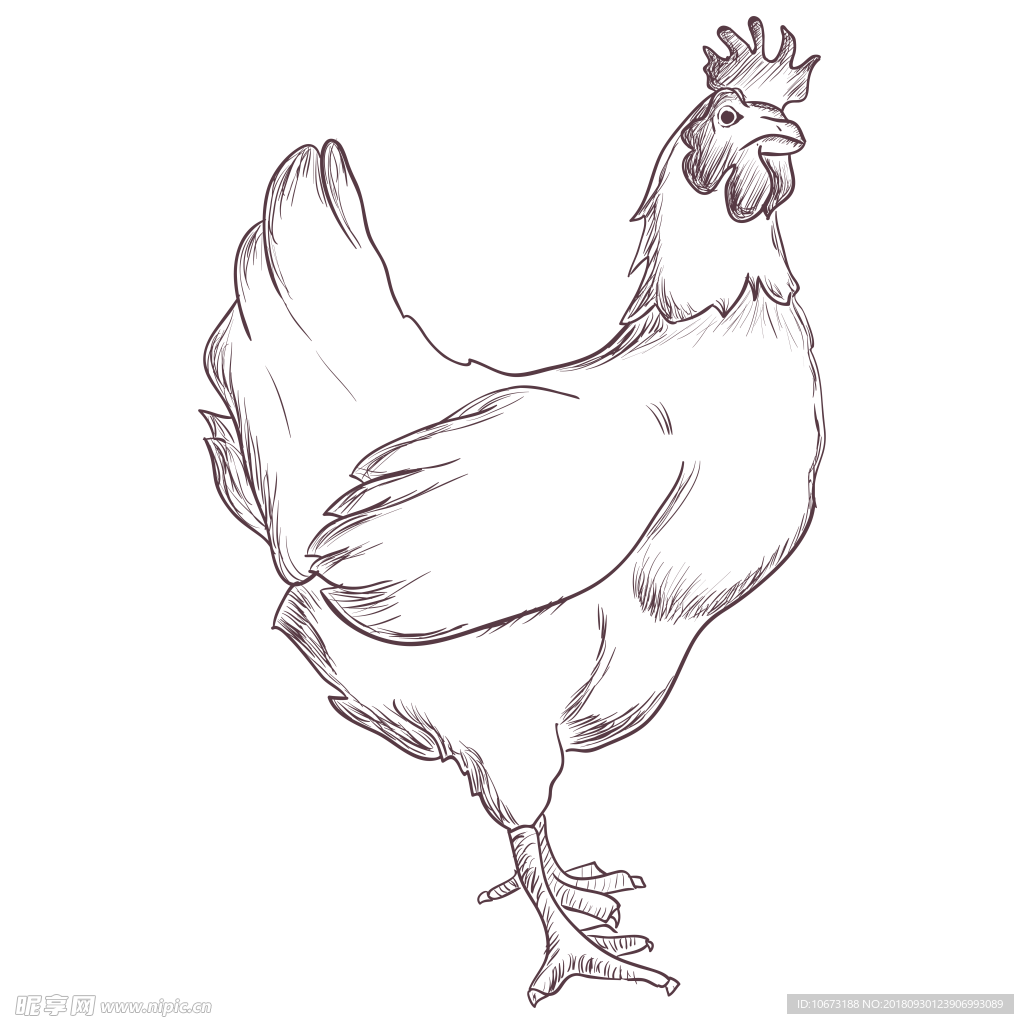 卡通鸡相关