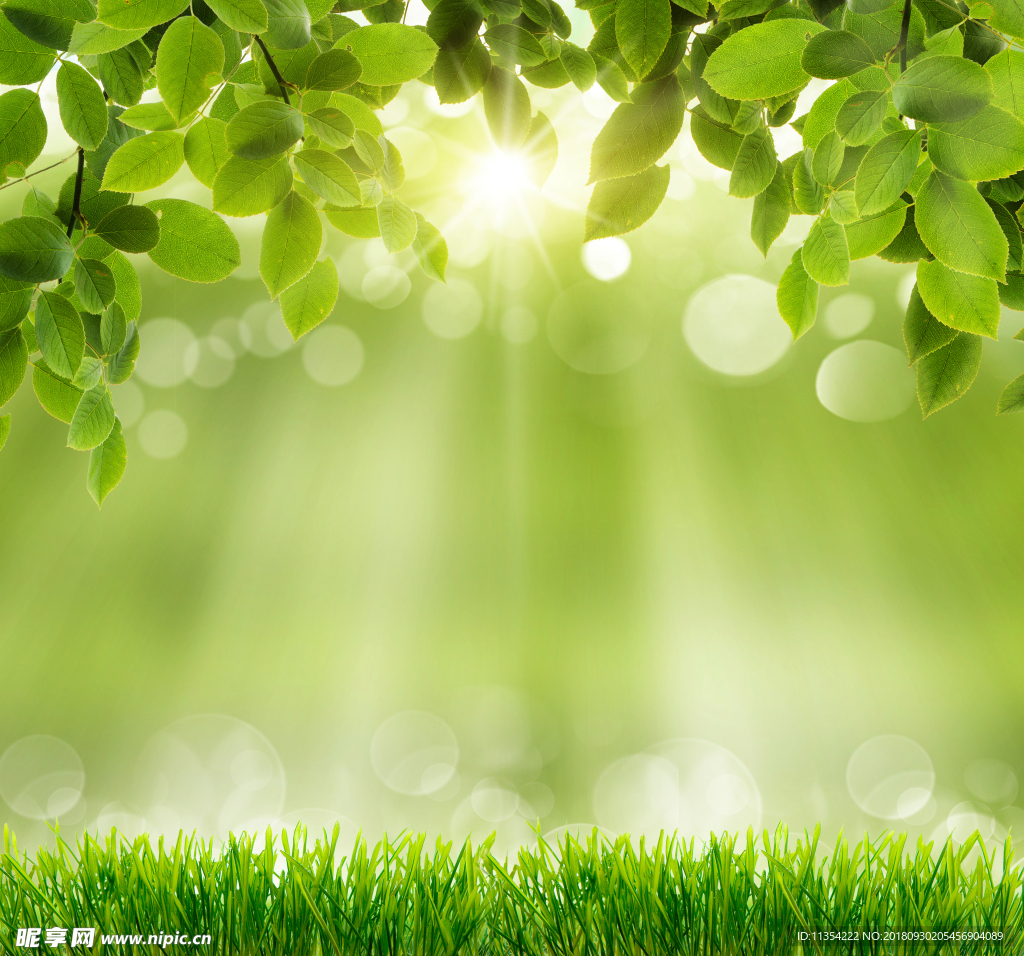 绿色植物边框背景.