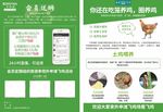 鸡蛋宣传单