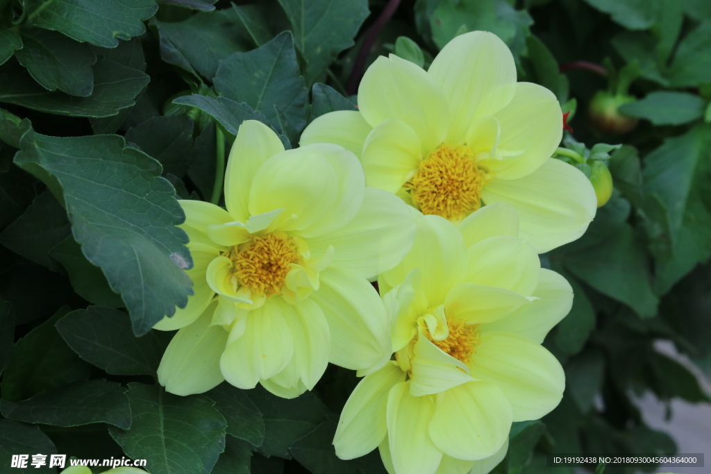 小丽花