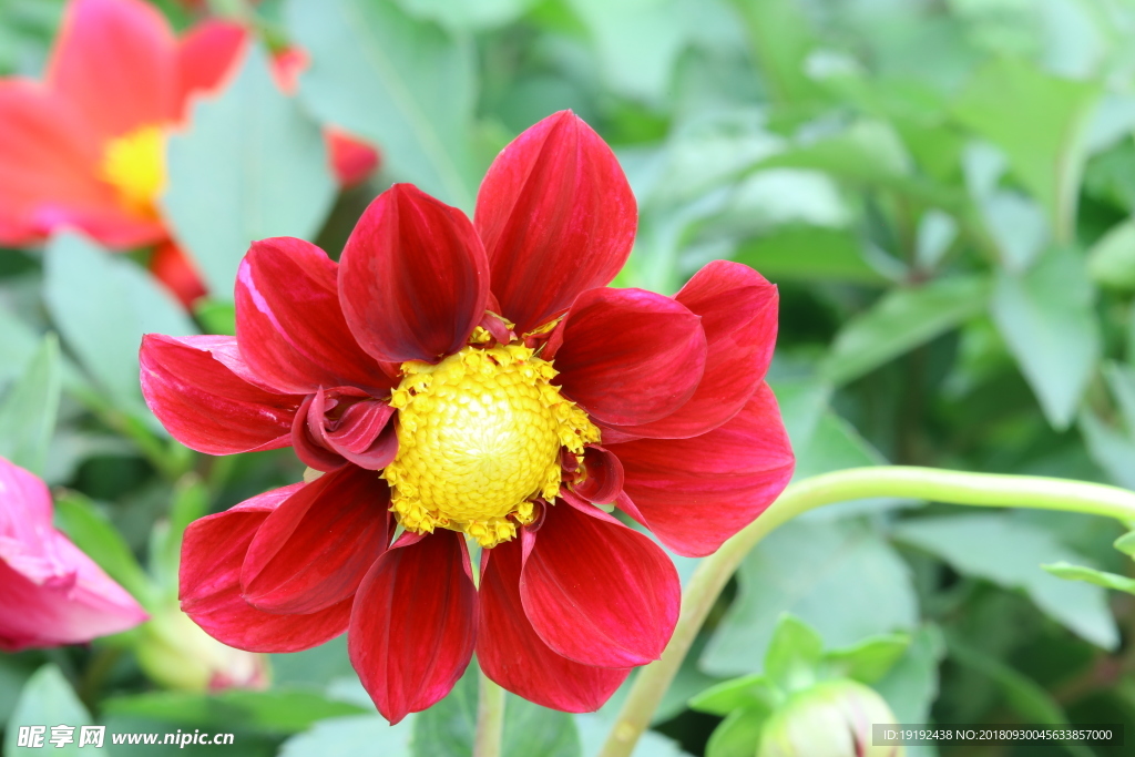 小丽花