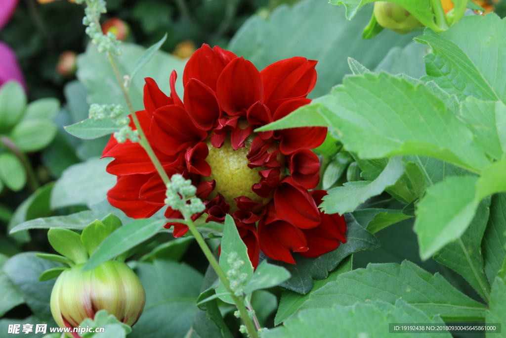 小丽花