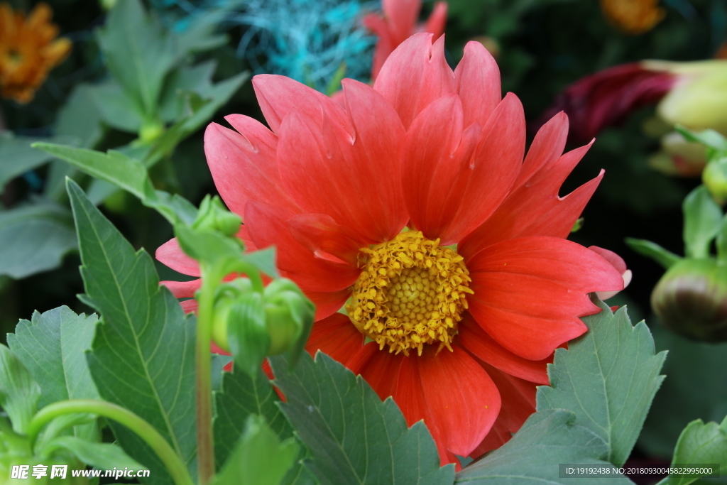 小丽花
