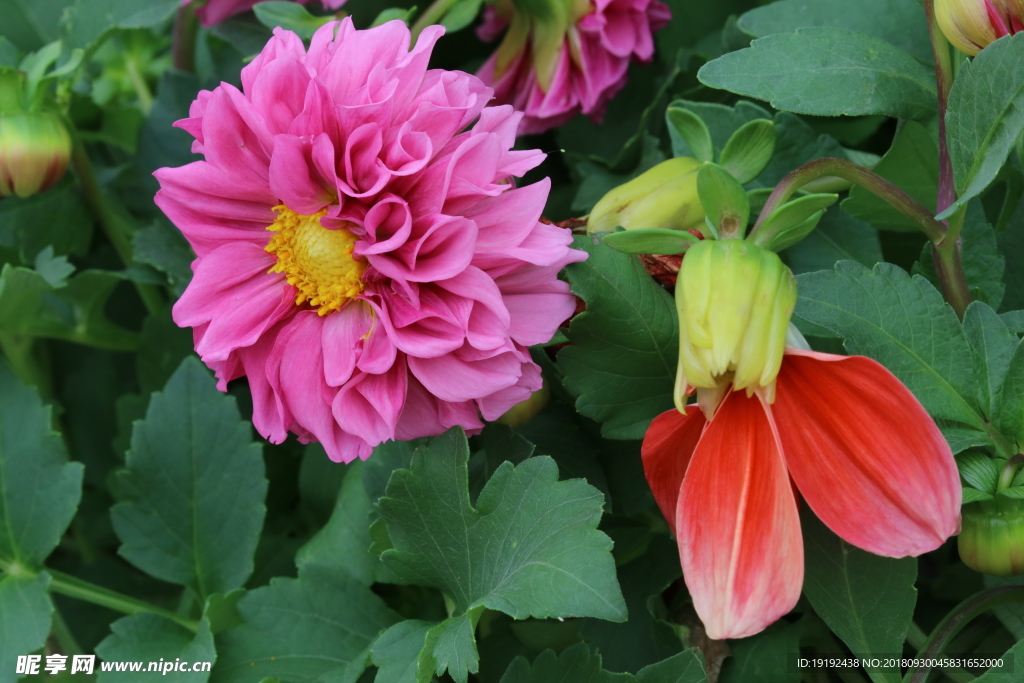 小丽花