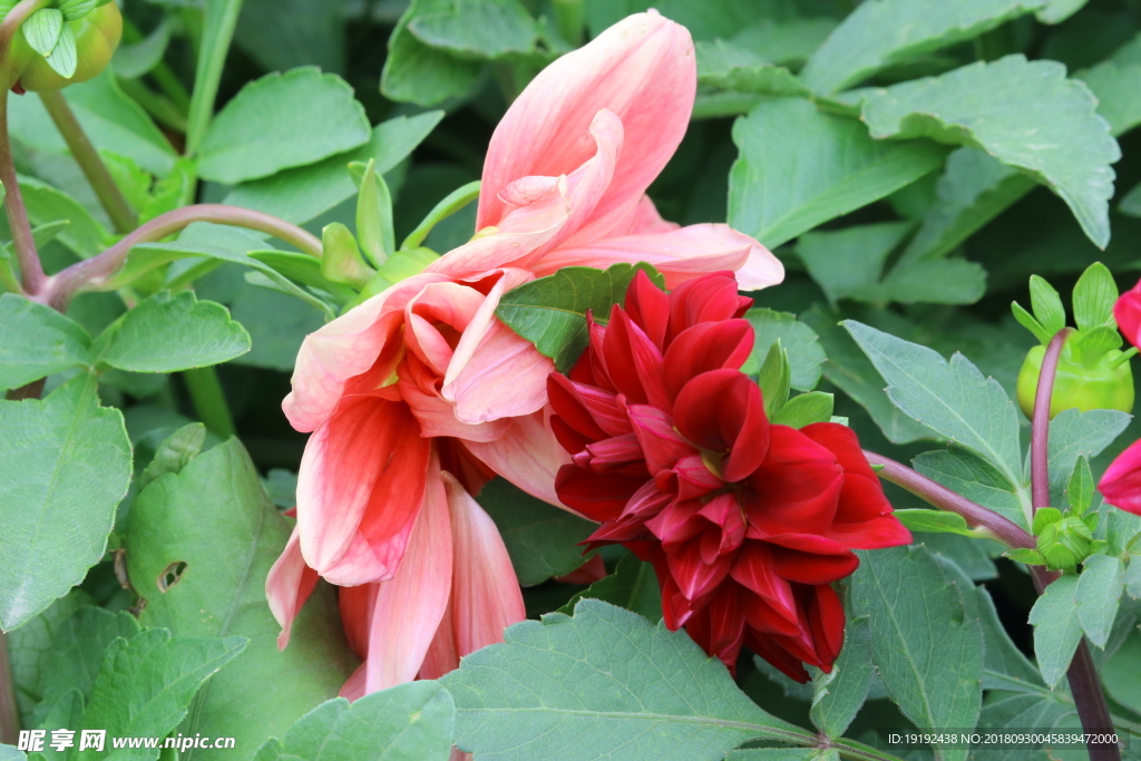 小丽花