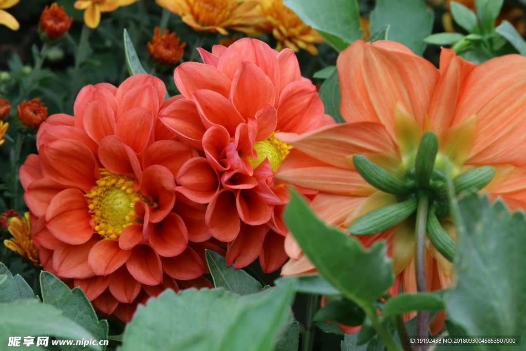 小丽花