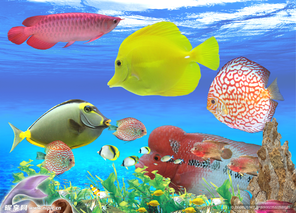 热带海洋，珊瑚，观赏鱼，摄影预览 | 10wallpaper.com