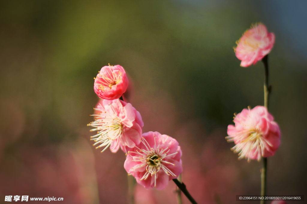 梅花
