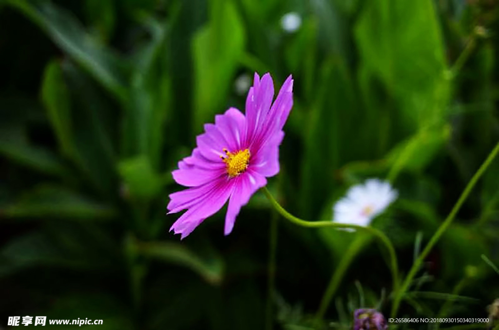 花