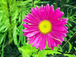 野菊
