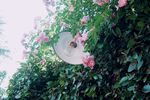 灯光下的花