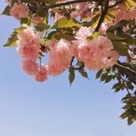 蓝天下的花