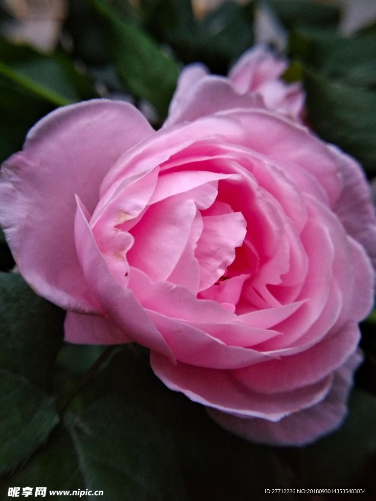 月季花
