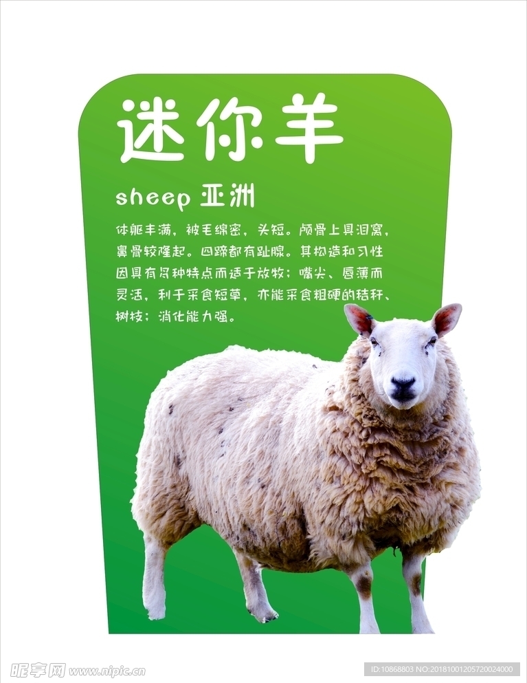 迷你羊