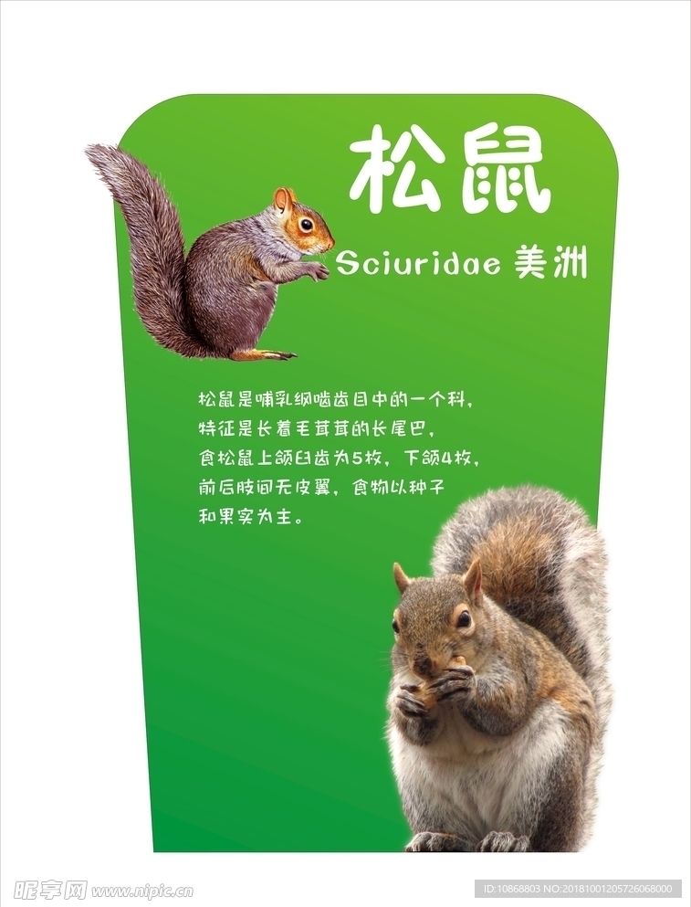 松鼠简介