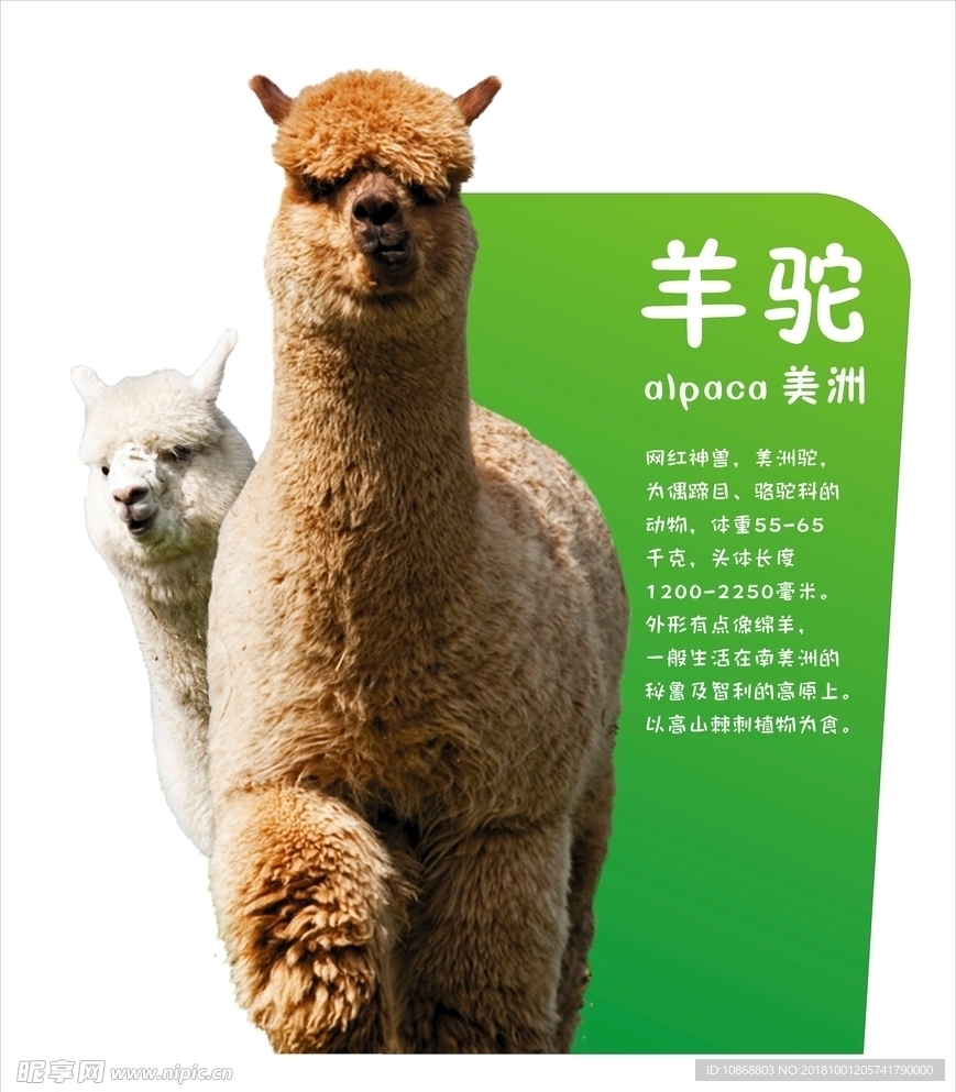 羊驼