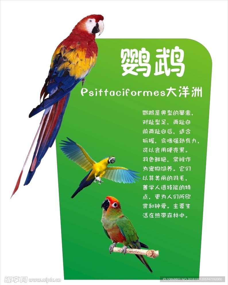 鹦鹉简介